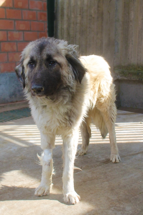 ქართული ქოფაკი ბუთქუ