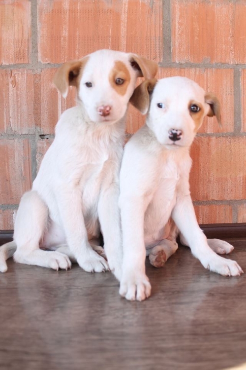 მეტისის ლეკვები უსახელო