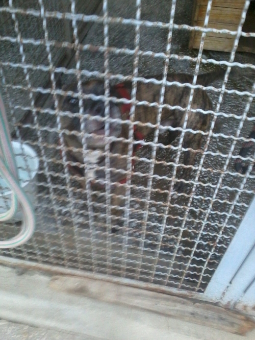 სტაფი ბუჩი