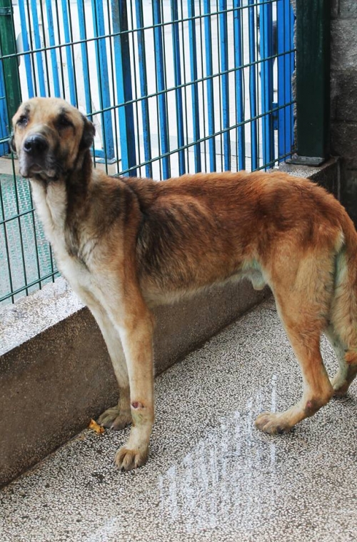 ქართული ქოფაკი უსახელო