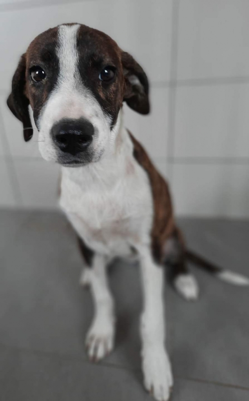 მეტისი ნახალოვკა