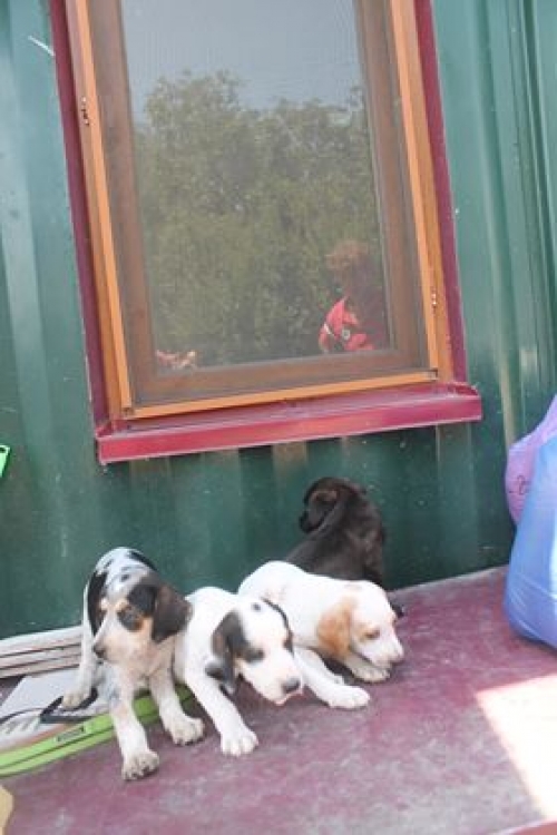 მეტისი უსახელო