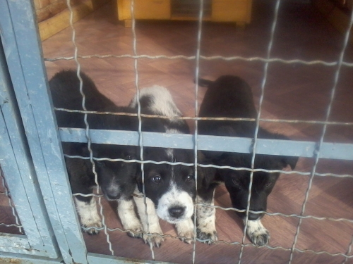 მეტისის ლეკვები უსახელო