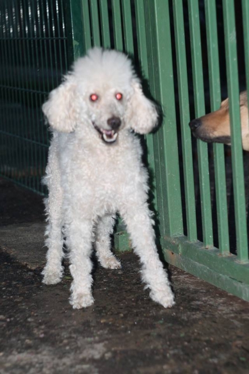 პუდელი დენი