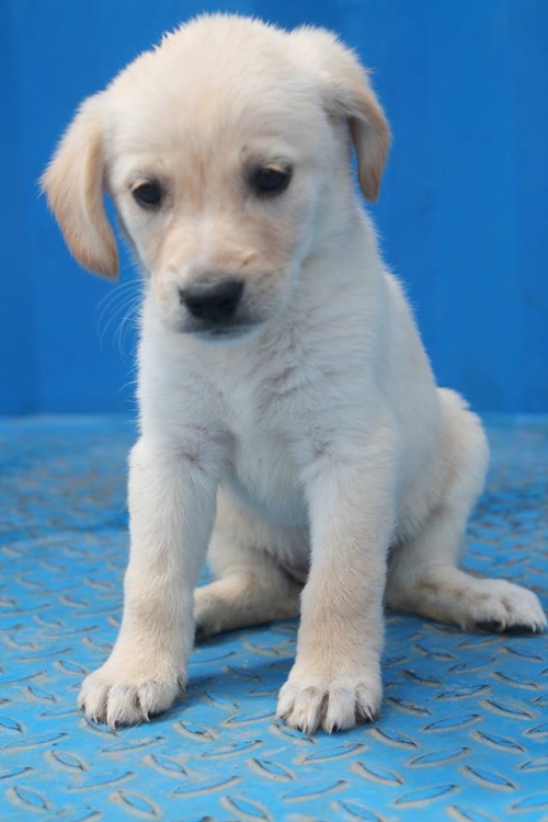 ლაბრადორის მეტისი უსახელო