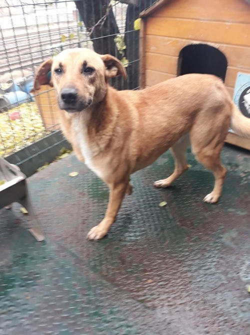 მეტისი უსახელო