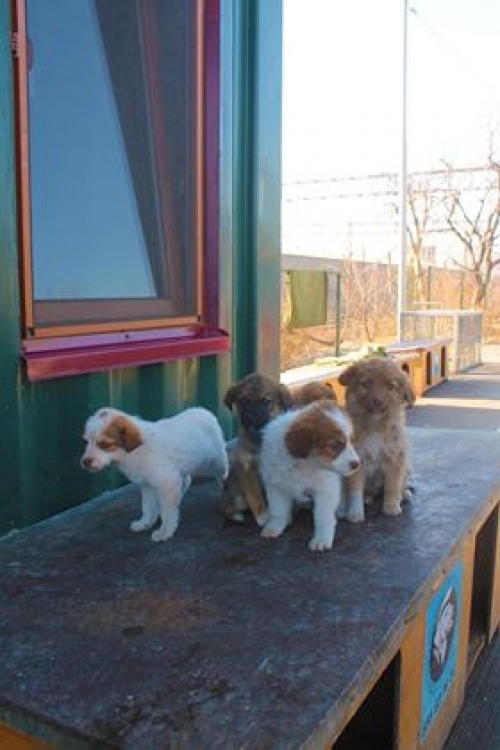 ქართული ქოფაკი უსახელო