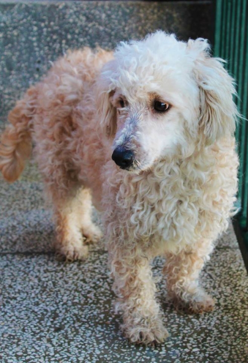 ბალონკა დოდო