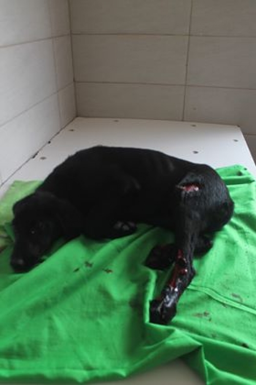 მეტისი უსახელო