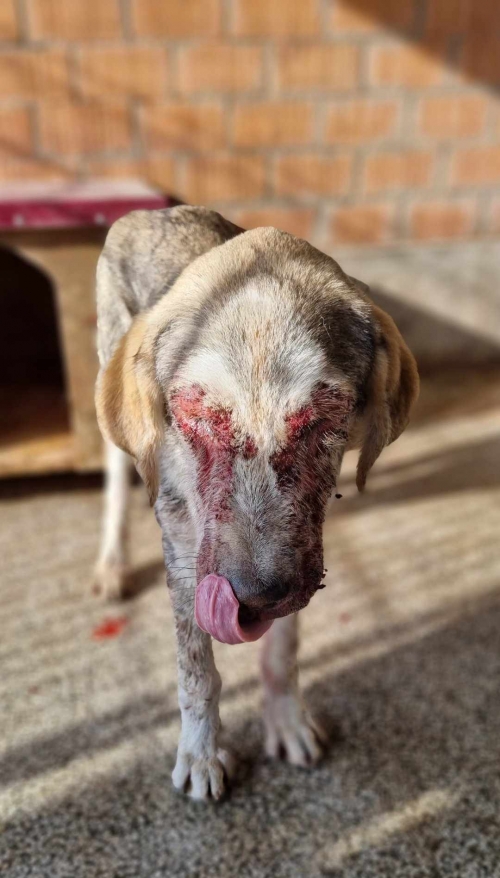 მეტისი თელავი