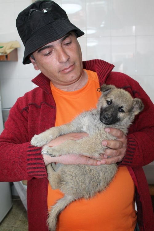 მეტისი ყურშა