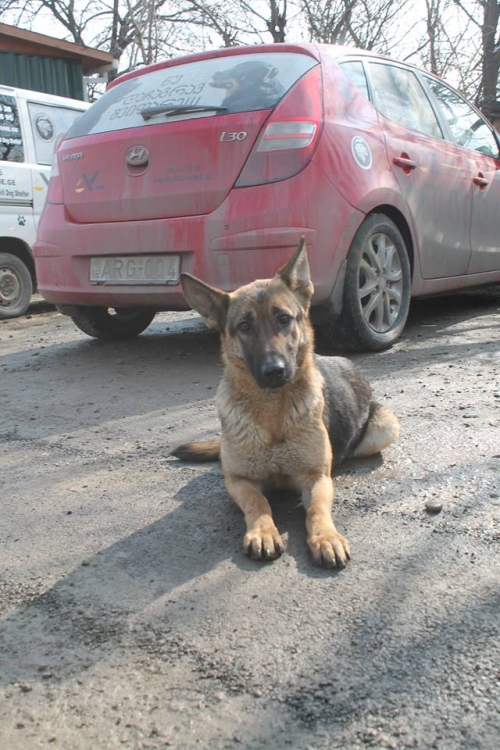 გერმანული ნაგაზი კირა