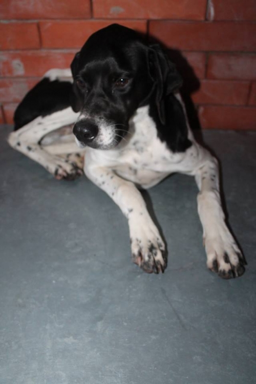 პოინტერი უსახელო