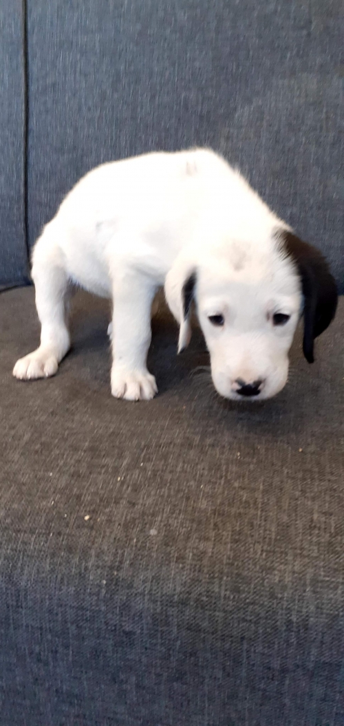 მეტისი უსახელო