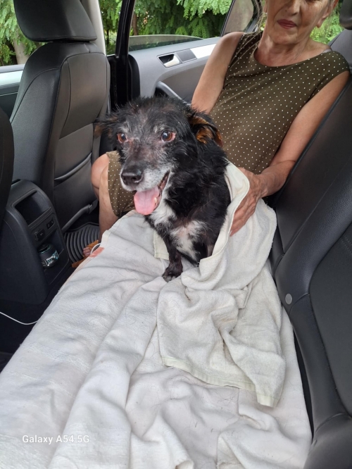 მეტისი ცნაპო