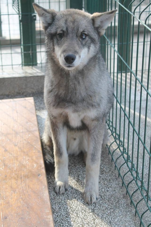 რუსული ლაიკა მაქსი