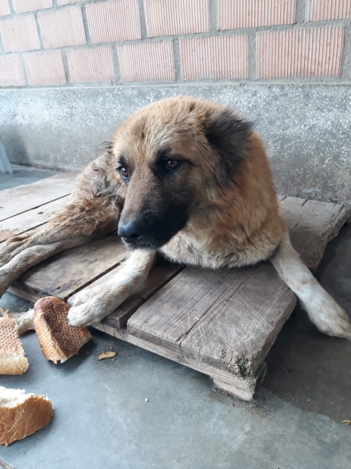 ქართული ქოფაკი ტასო ლოსაბერიძე