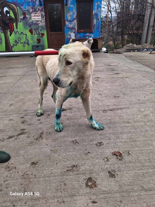 ქართული ნაგაზი გადმოყვანილოა მუნიციპალური თავშესაფრიდან