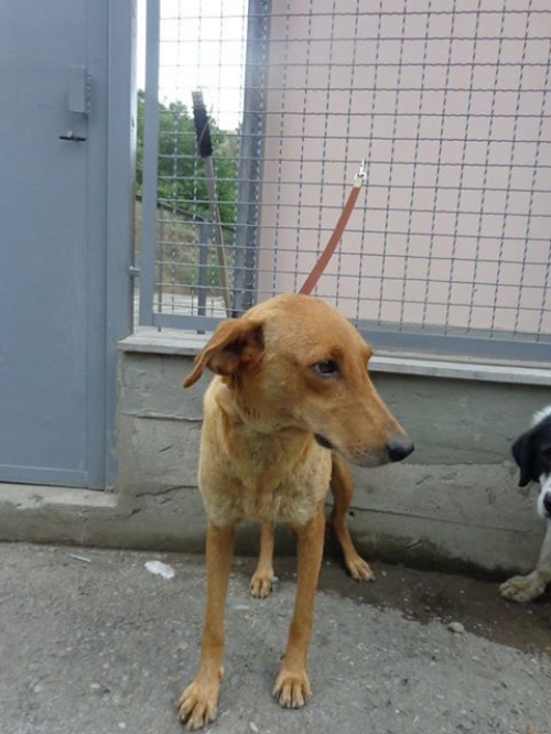 მეტისი უსახელო