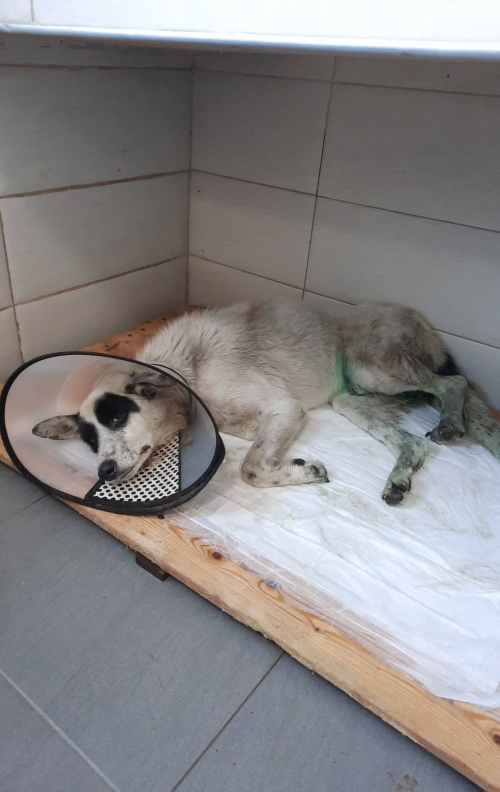 მეტისი ეთუნა კაპანაძე