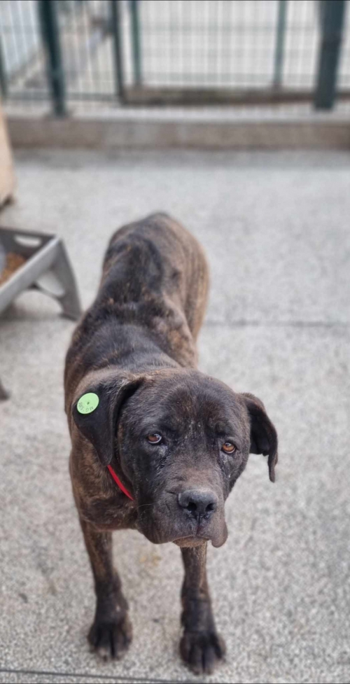 კანე კორსო თეთრიწყაროს რაიონი