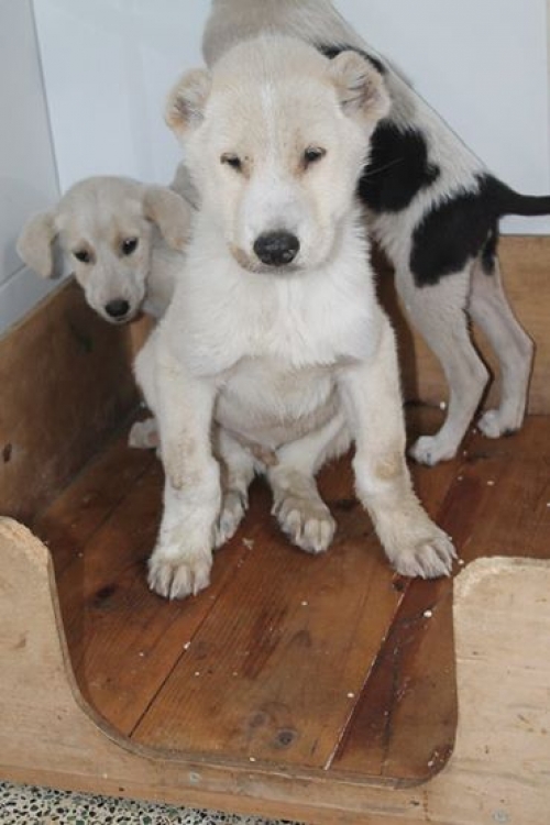 ქართული ქოფაკი უცნობი