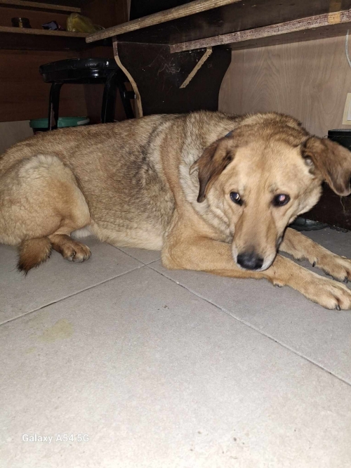 მეტისი დიდიდიღომი ,, ღიმილა,,