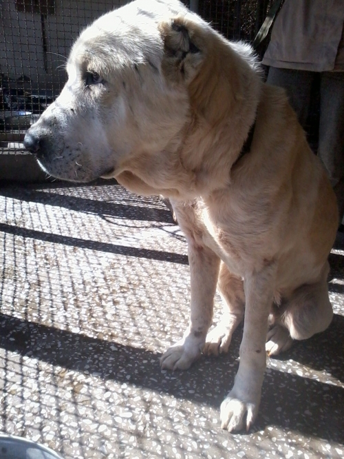 ქართული ნაგაზი ლომა