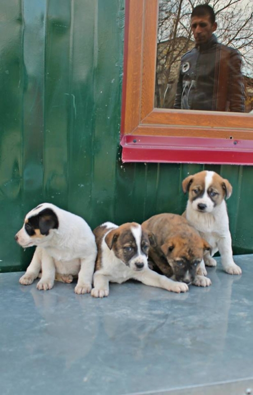 მეტისის ლეკვები უსახელო