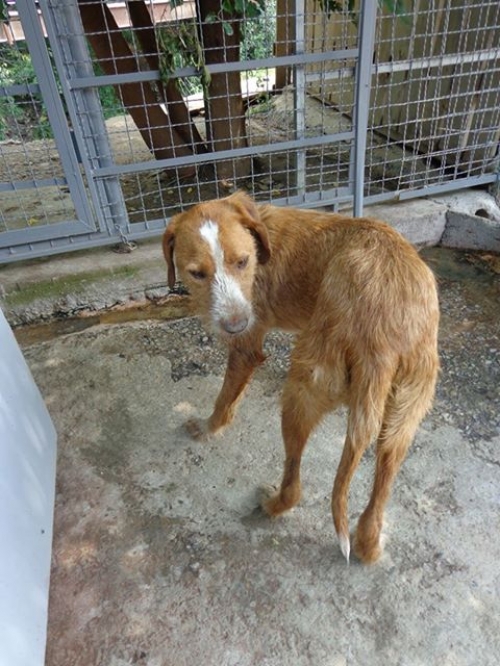 მეტისი პლუტო