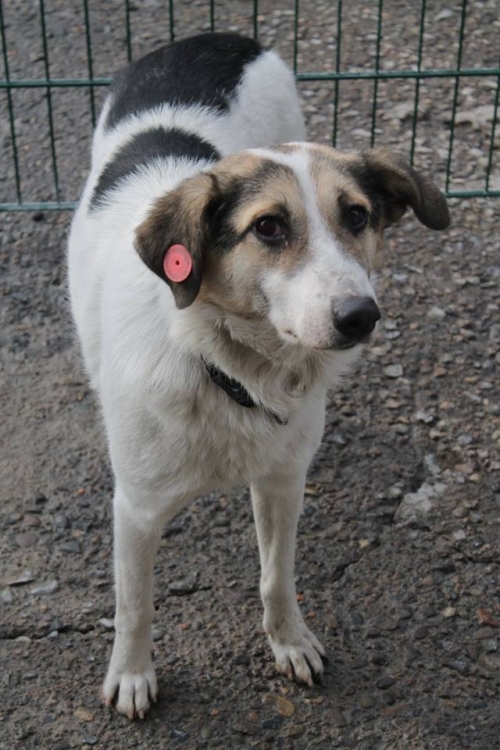 მეტისი დანი