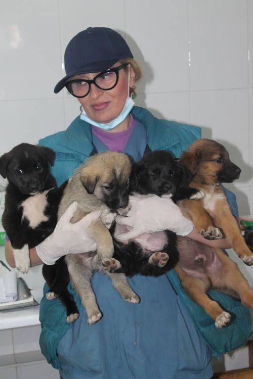 მეტისის ლეკვები უსახელო