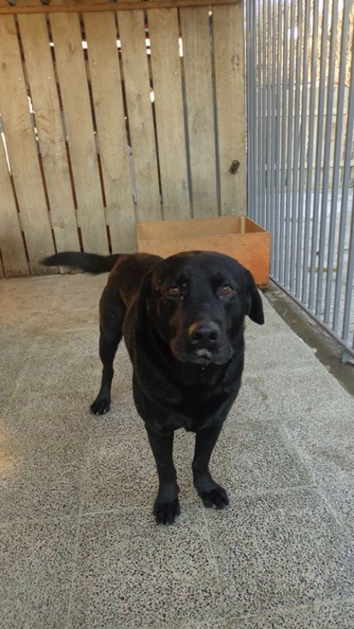 ლაბრადორი ლორდი