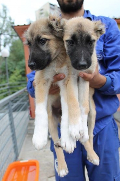 მეტისის ლეკვები უსახელოები