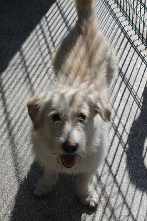 შნაუცნერის და ბალონკის მეტისი მიკი