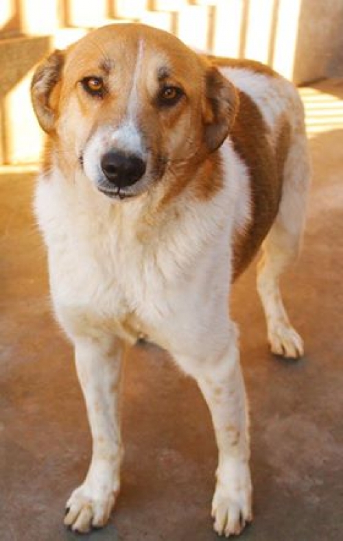 ქართული ქოფაკი უსახელო