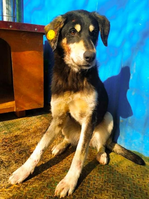 მეტისი მარიამ ვახტანგიშვილის მიკედკებულია