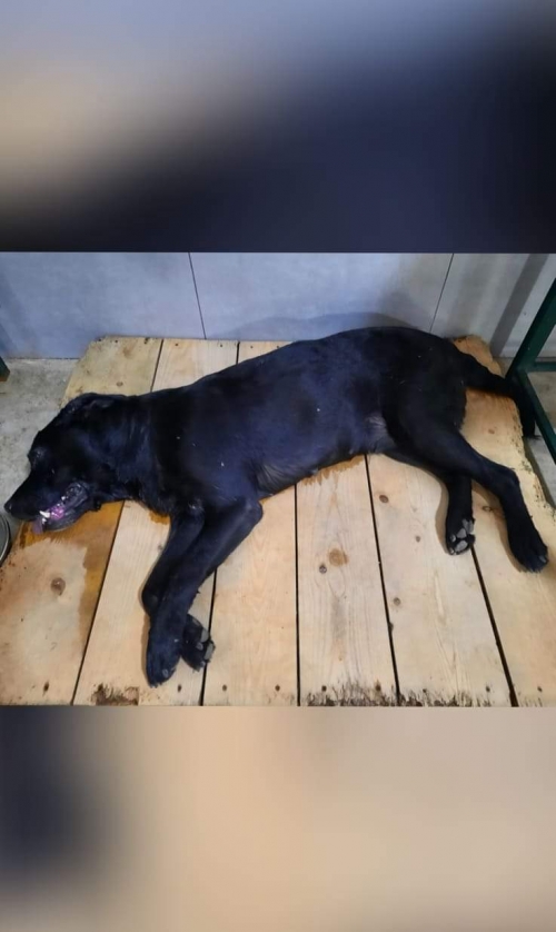 ლაბრადორი გვანცა