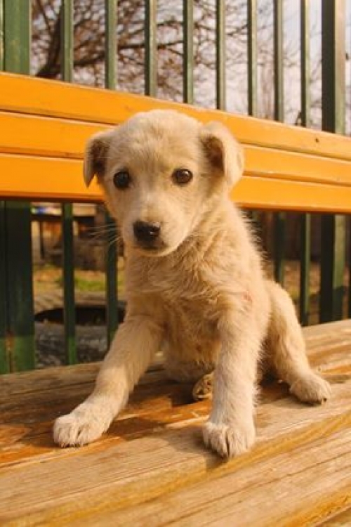 მეტისი უსახელო