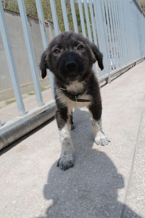 მეტისი ჯესი