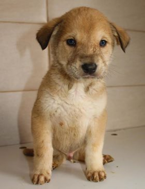 ქართული ქოფაკი უსახელო