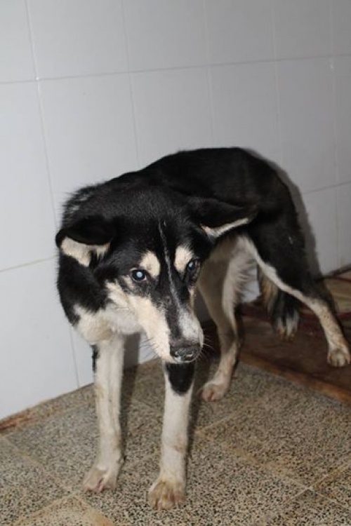 მეტისი უსახელო