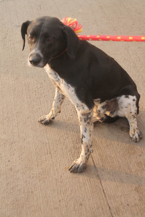 მეტისი უსახელო