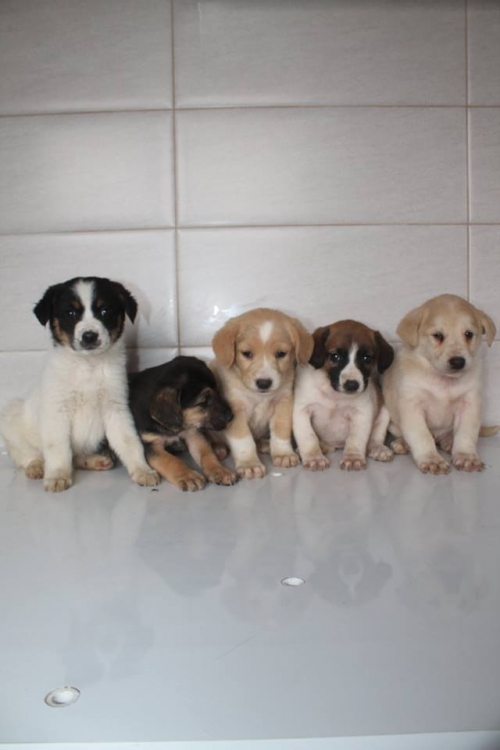 ლაბრადორის მეტისი უსახელო