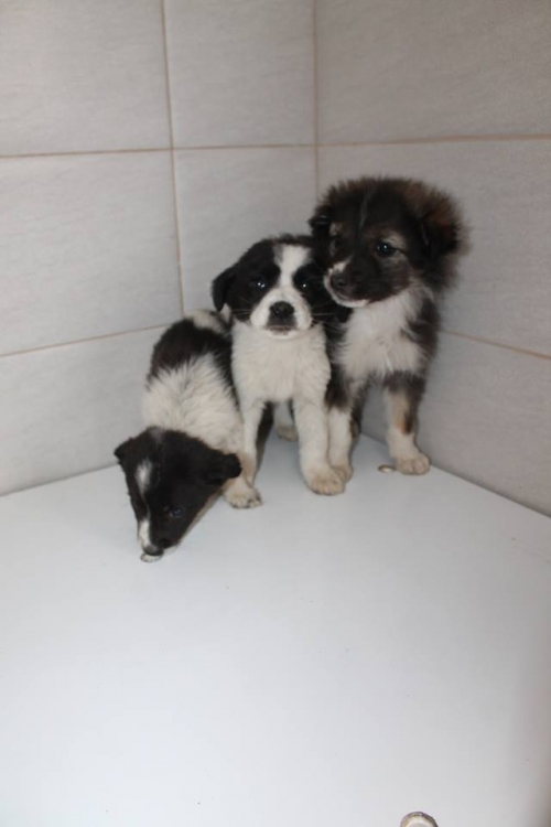 მეტისის ლეკვები უსახელო