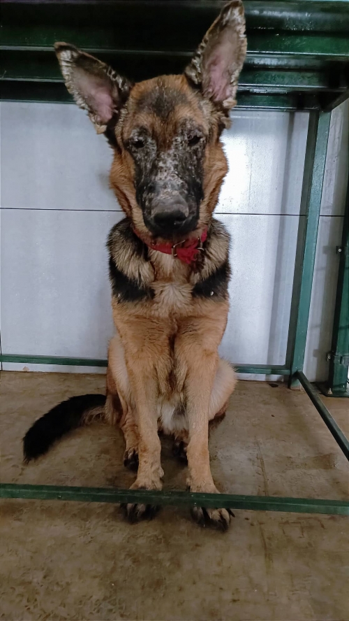 გერმანული ნაგაზი ლესი