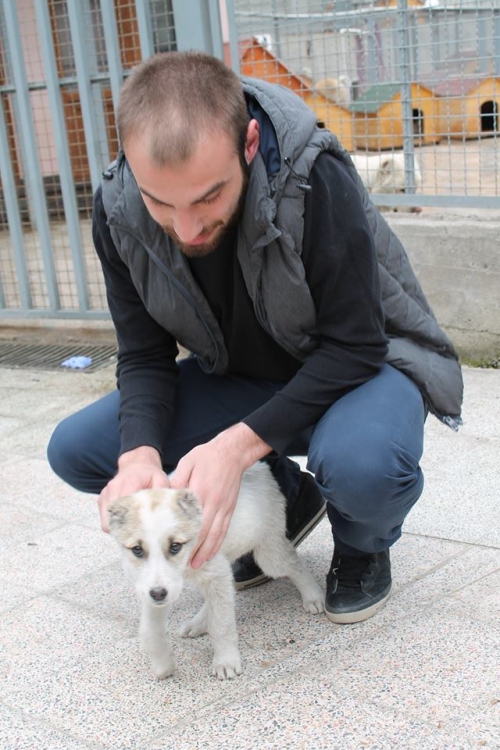 ქართული ქოფაკი უსახელო