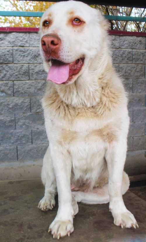 ქართული ნაგაზი უსახელო