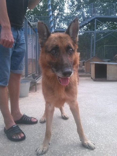 გერმანული ნაგაზი უცნობი