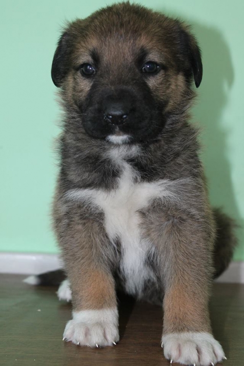 მეტისი უსახელო